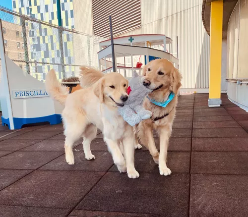 Bob and Dottie, Tufts Medical Center facility dogs
